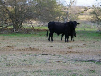 Land in Dewitt County, Texas