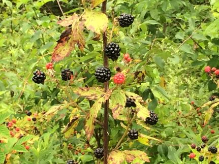 Farm and Ranch in Gordon County, Georgia