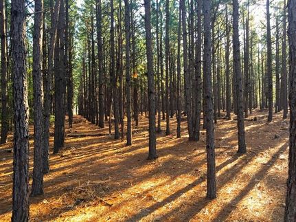 Land in Darlington County, South Carolina