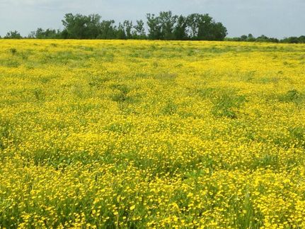 Farm and Ranch in Montgomery County, Alabama