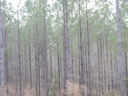 Farm and Ranch in Lowndes County, Alabama