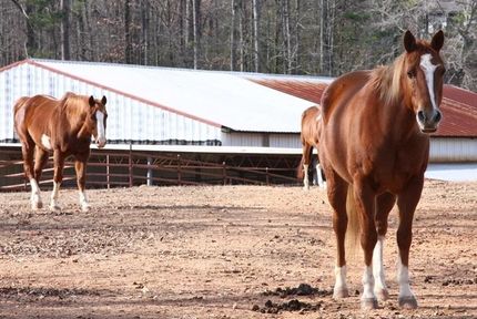 Farm and Ranch in Jefferson County, Alabama