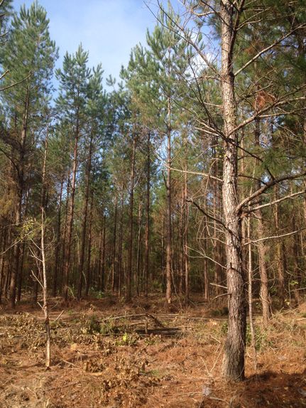 Farm and Ranch in Allen Parish, Louisiana