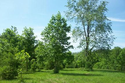 Farm and Ranch in Fayette County, Illinois
