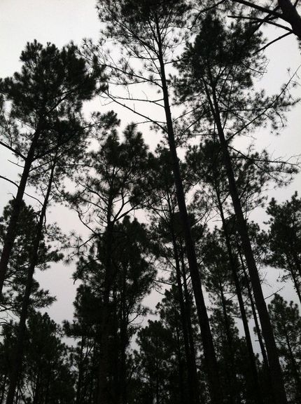 Land in Marlboro County, South Carolina