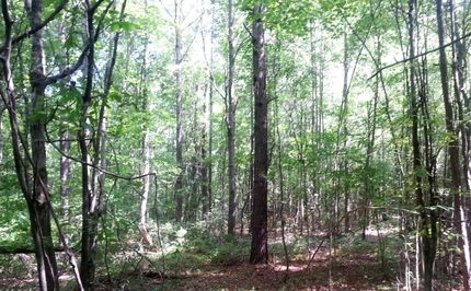 Land in Walker County, Alabama