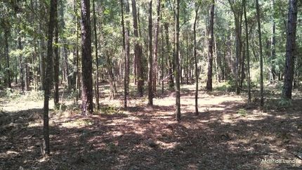 Farm and Ranch in Marion County, Florida