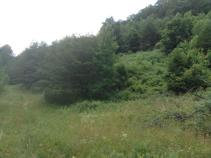 Timberland Property in Hawkins County, Tennessee