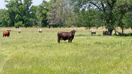 Farm and Ranch in Henderson County, Texas