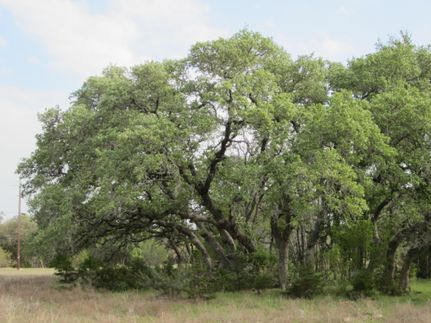 Farm and Ranch in Hays County, Texas