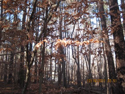 Undeveloped Land in Wake County, North Carolina