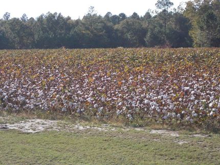 Land in Wayne County, Georgia
