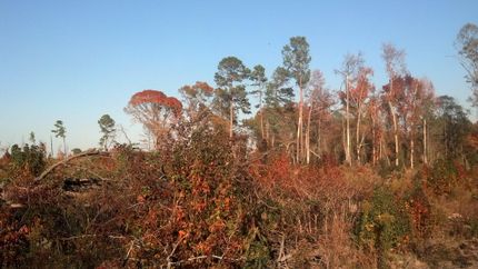 Farm and Ranch in Cass County, Texas