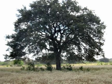Farm and Ranch in Bee County, Texas