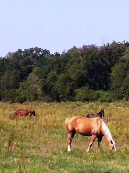 Farm and Ranch in Madison County, Georgia