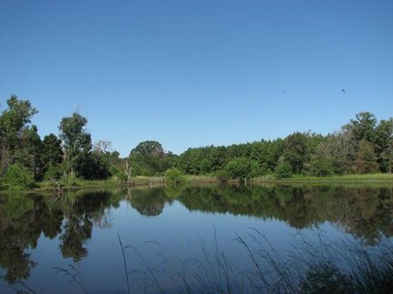 Undeveloped Land in Camp County, Texas
