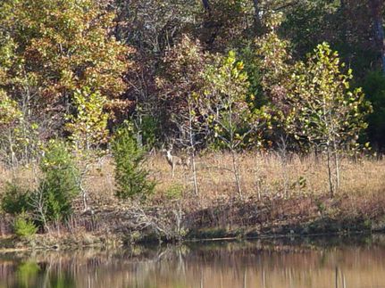 Timberland Property in Maries County, Missouri