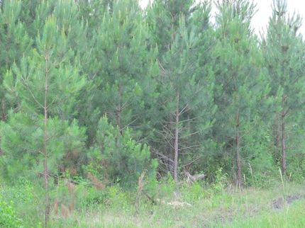 Farm and Ranch in Horry County, South Carolina
