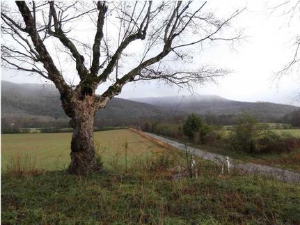 Timberland Property in Marion County, Tennessee