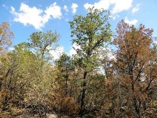 Farm and Ranch in Stephens County, Texas