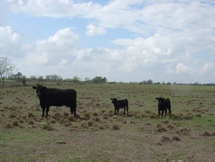 Farm and Ranch in Waller County, Texas