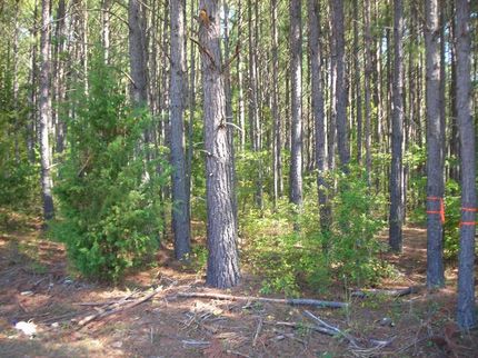 Timberland Property in Elbert County, Georgia