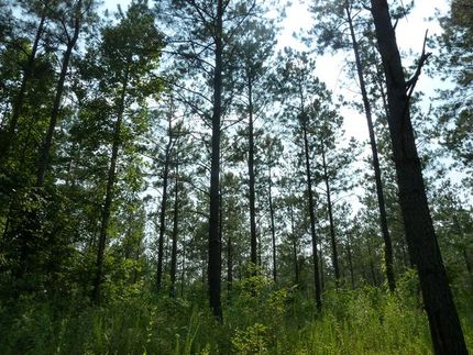 Farm and Ranch in Tallapoosa County, Alabama