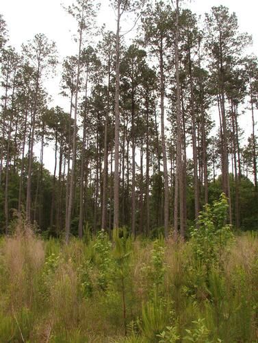 Farm and Ranch in Union Parish, Louisiana