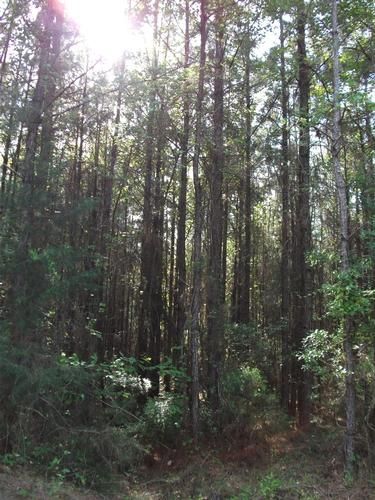 Farm and Ranch in Clarke County, Alabama