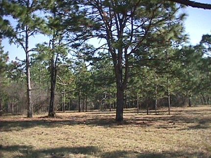 Farm and Ranch in Marion County, Florida
