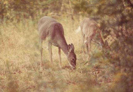 Land in Jenkins County, Georgia