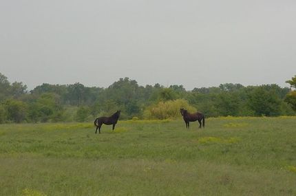 Farm and Ranch in Collin County, Texas