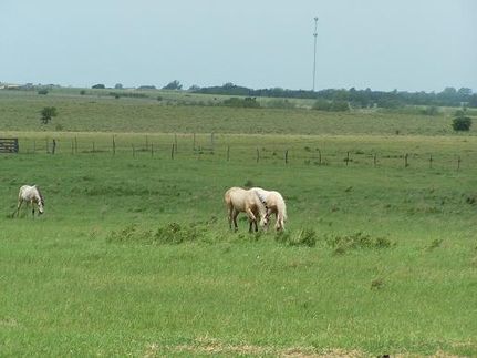 Timberland Property in Pontotoc County, Oklahoma