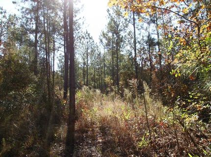 Land in Dillon County, South Carolina