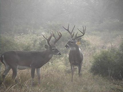 Land in Dimmit County, Texas