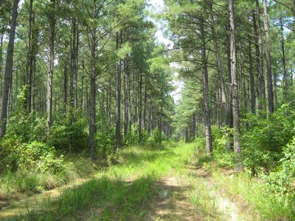 Farm and Ranch in Greensville County, Virginia