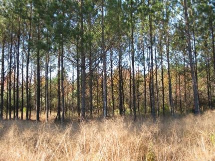 Farm and Ranch in Hampton County, South Carolina