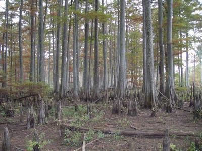 Farm and Ranch in Caldwell Parish, Louisiana