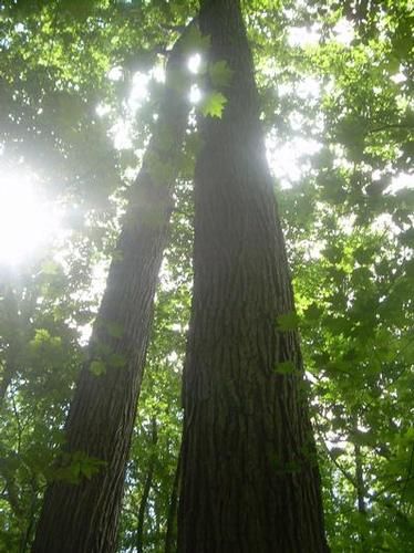 Land in Noble County, Indiana