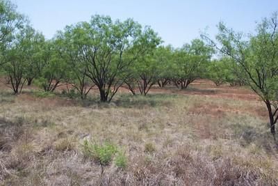 Land in Fisher County, Texas