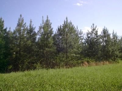 Farm and Ranch in Morgan County, Alabama