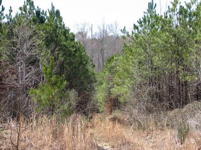 Farm and Ranch in Lamar County, Alabama