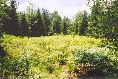 Land in Cheboygan County, Michigan