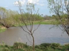 Land in Shackelford County, Texas
