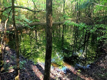 Timberland Property in Tishomingo County, Mississippi