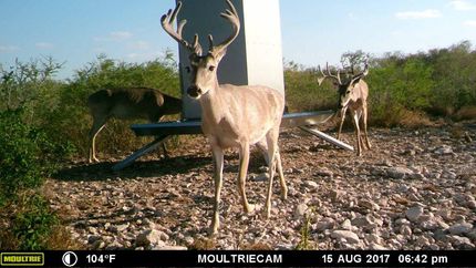Farm and Ranch in Duval County, Texas