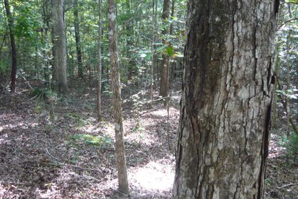 Recreational Property in Covington County, Alabama