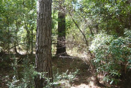 Undeveloped Land in Covington County, Alabama