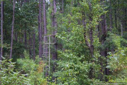 Timberland Property in Madison County, Mississippi