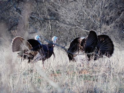 Riverfront Property in Tillman County, Oklahoma